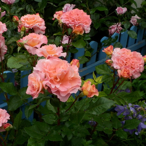 Бледно-розовая - Ностальгическая роза